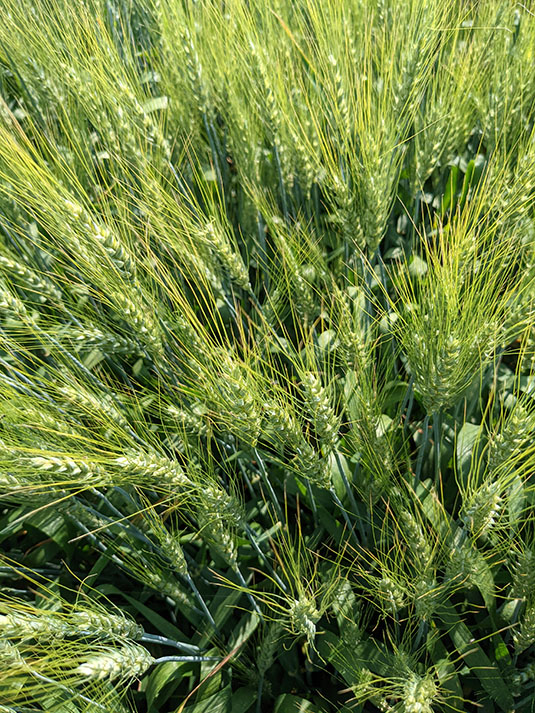Spring Wheat Ripening. Full image view opens in a new window.